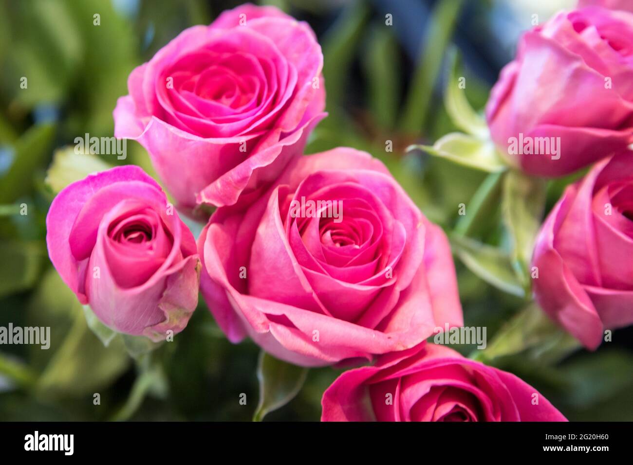 Close up of pink roses Banque D'Images