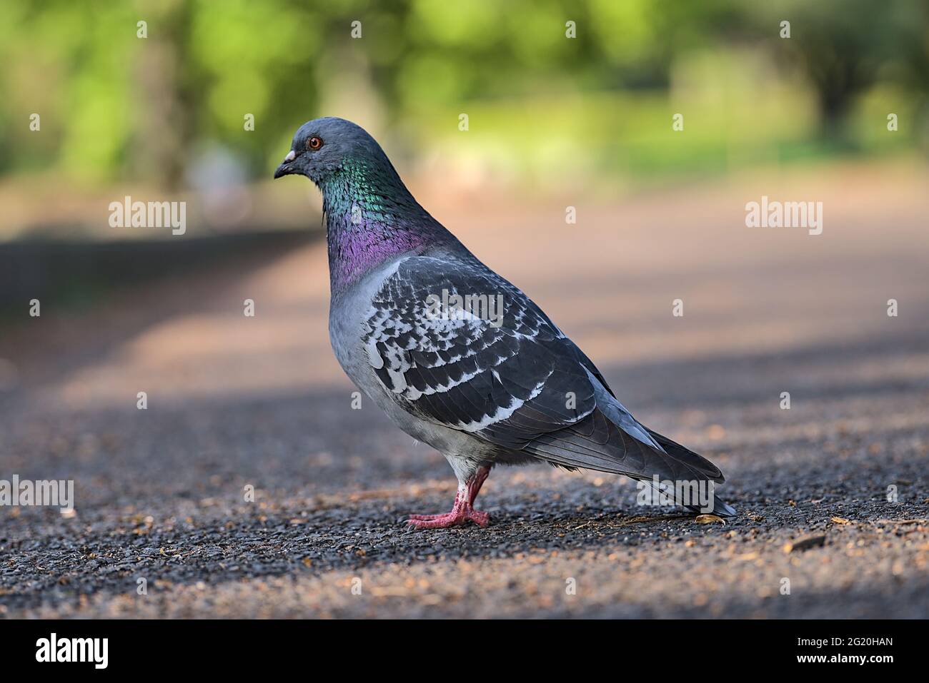 Belle vue rapprochée du pigeon féral de la ville commune (Columbidae) assis sur un sentier de marche en asphalte dans le parc ensoleillé Herbert, Dublin, Irlande Banque D'Images