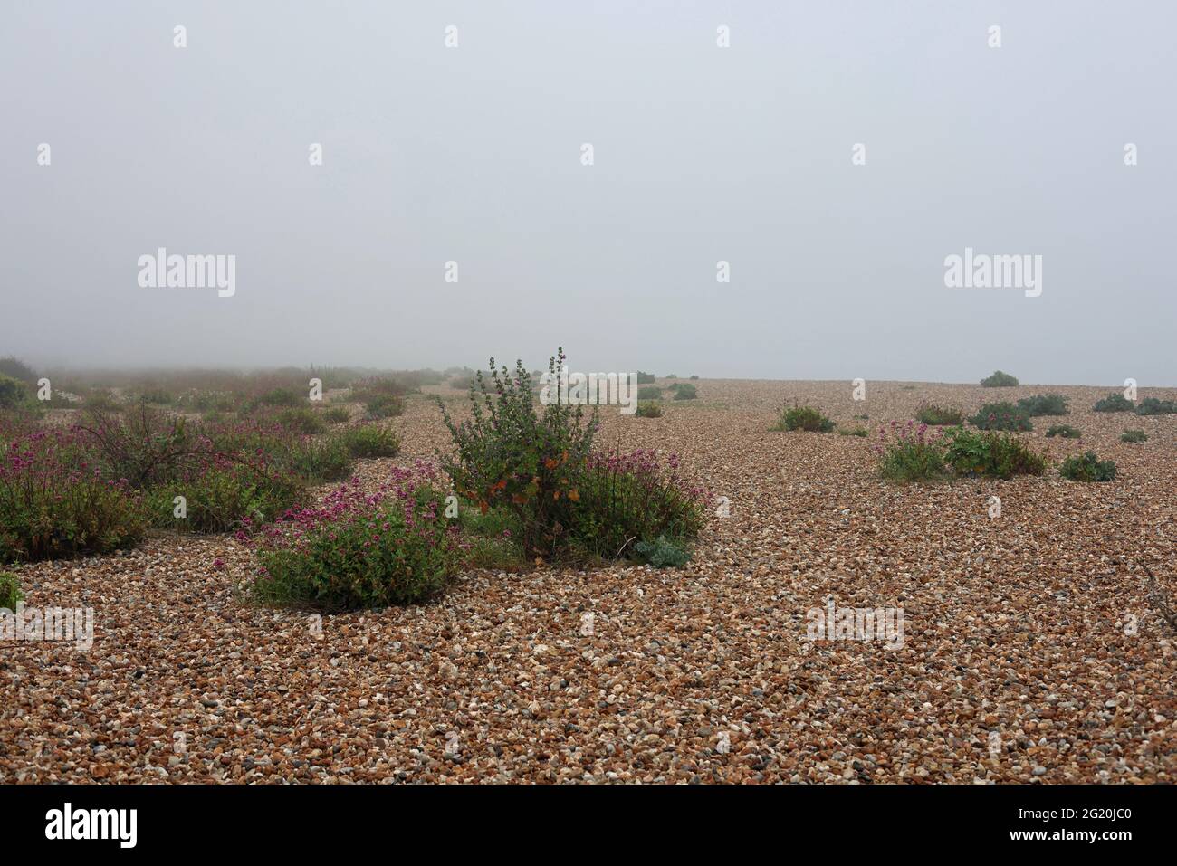 Les plantes indigènes croissent dans du gravier et des cailloux sur la plage de la baie d'Aldwick en début de matinée. Banque D'Images