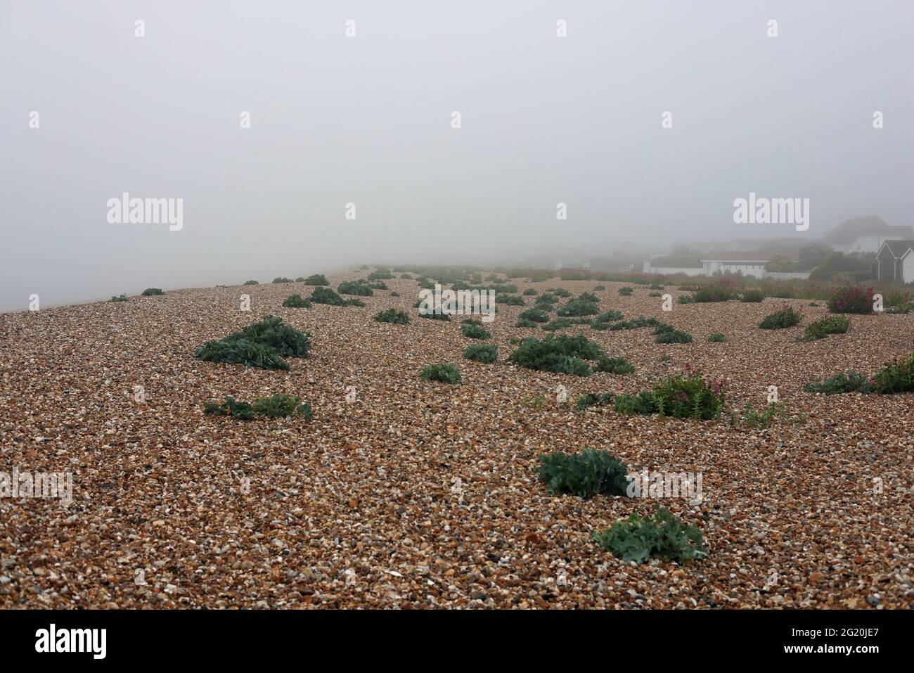 Les plantes indigènes croissent dans du gravier et des cailloux sur la plage de la baie d'Aldwick en début de matinée. Banque D'Images