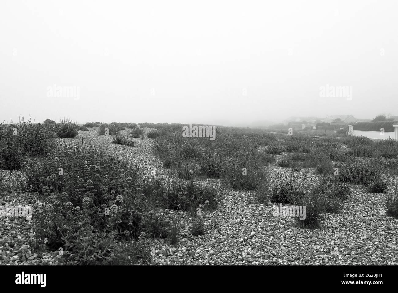 La couleur de la duotone des plantes indigènes croissent en gravier et en galets sur la plage de la baie d'Aldwick en début de matinée. Banque D'Images