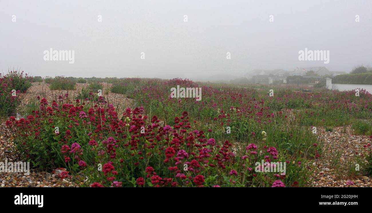 Les plantes indigènes croissent dans du gravier et des cailloux sur la plage de la baie d'Aldwick en début de matinée. Banque D'Images