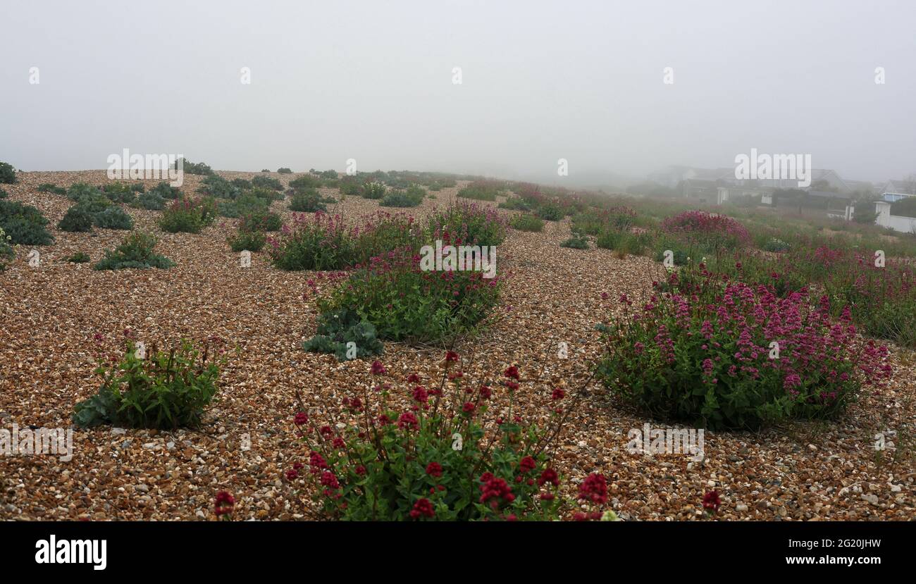 Les plantes indigènes croissent dans du gravier et des cailloux sur la plage de la baie d'Aldwick en début de matinée. Banque D'Images