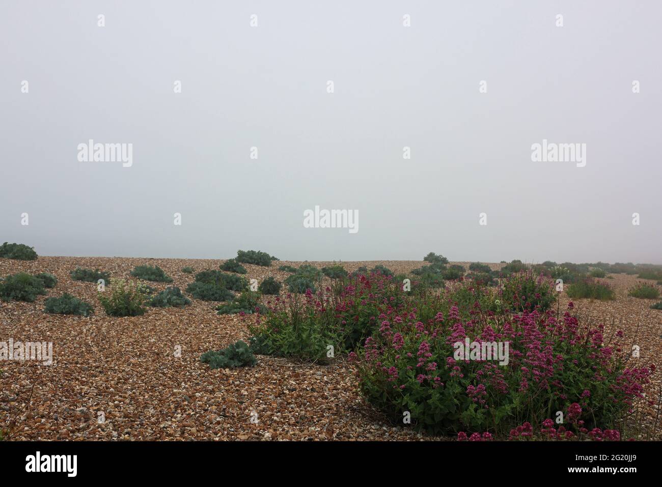 Les plantes indigènes croissent dans du gravier et des cailloux sur la plage de la baie d'Aldwick en début de matinée. Banque D'Images