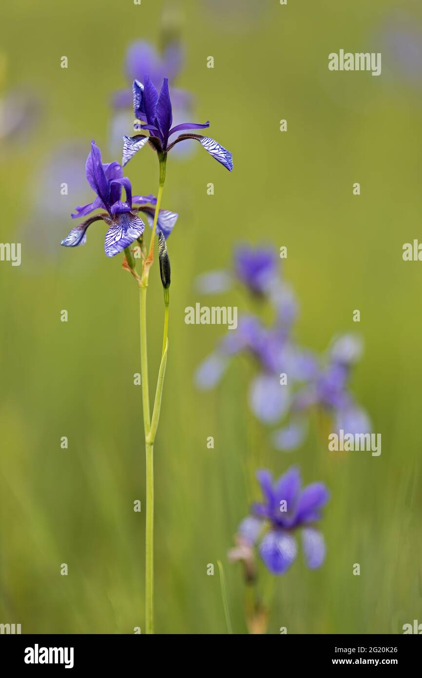 Lys d'épée bleu sibérien dans la réserve naturelle d'Ammersee en Bavière Banque D'Images