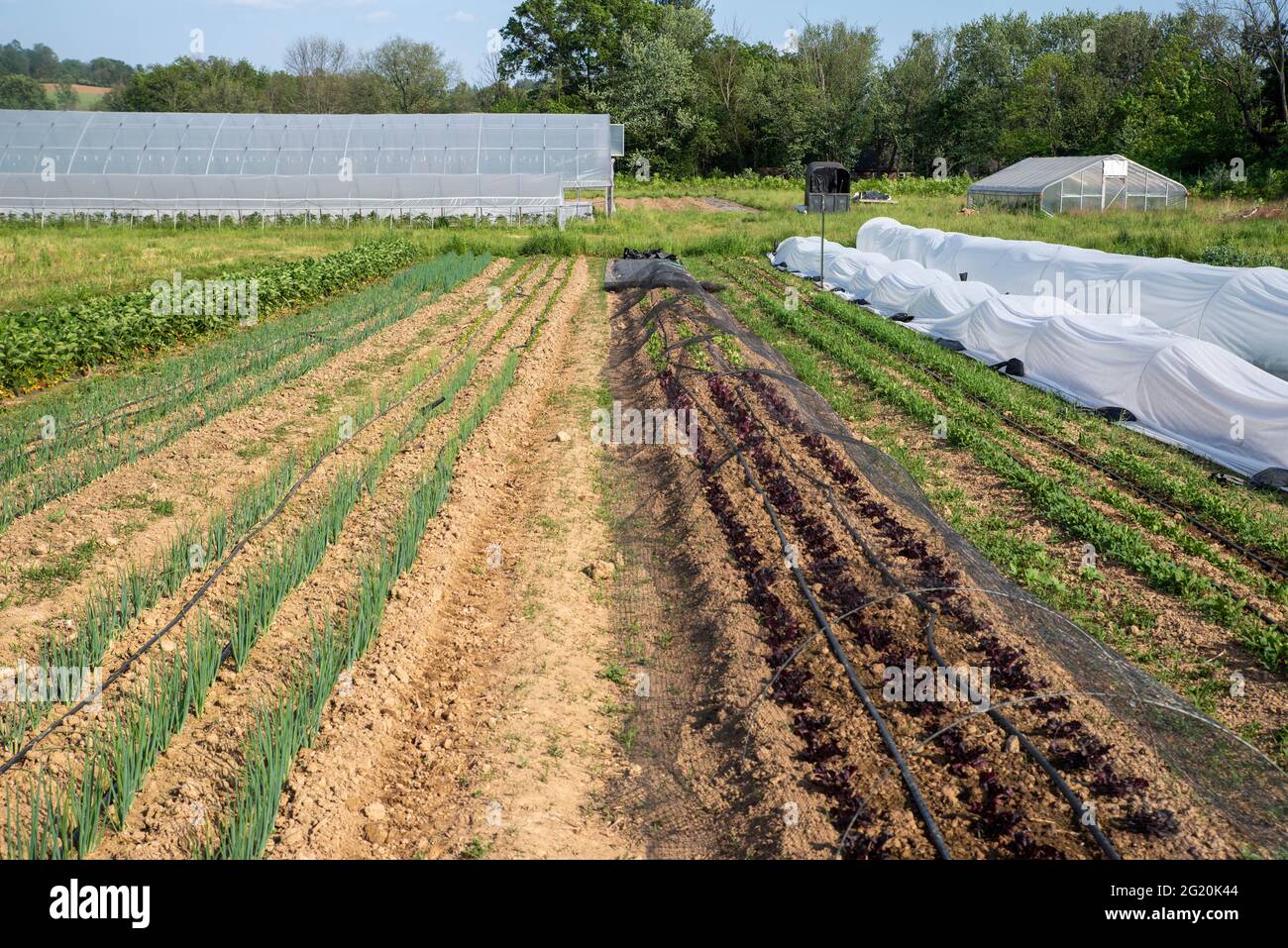 Cadre idyllique de jardin biologique rangées de légumes et serre Banque D'Images