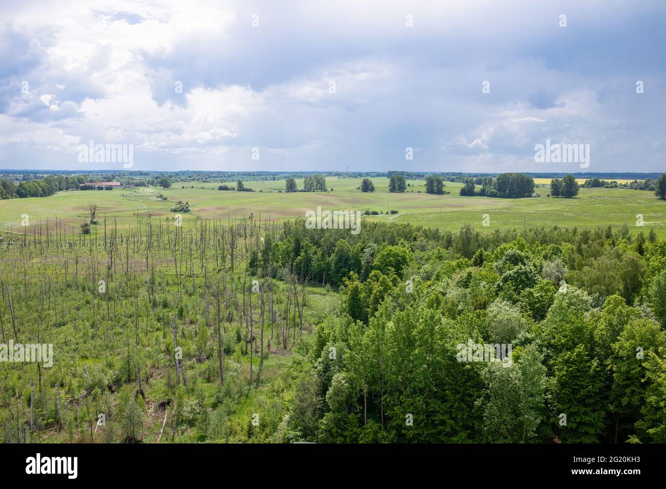 Vue sur les Grands Lacs Masuriens depuis la tour d'observation de Mamerki Banque D'Images