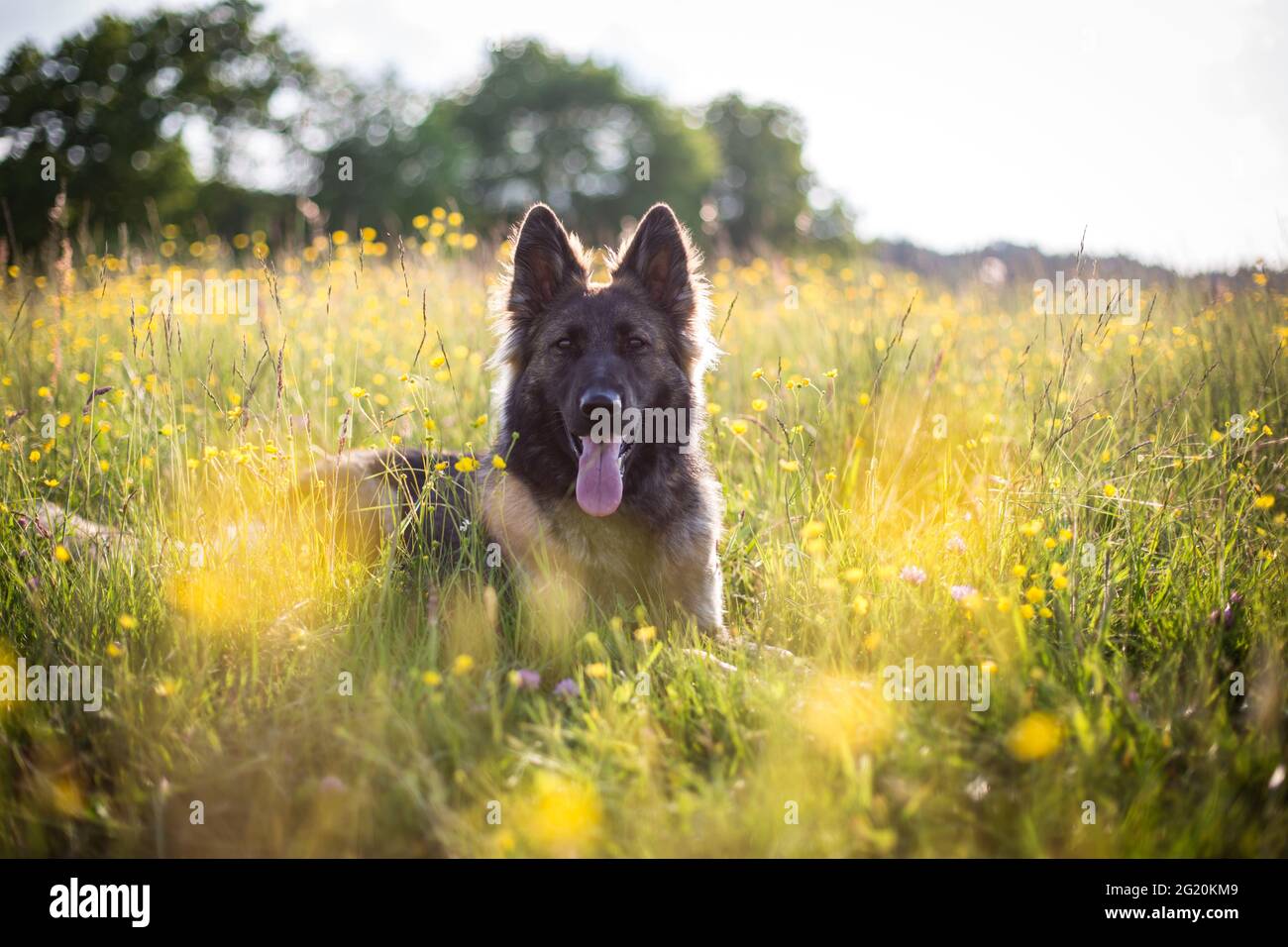 Berger allemand (alsacien) dans le champ de fleurs lors d'une agréable soirée d'été Banque D'Images