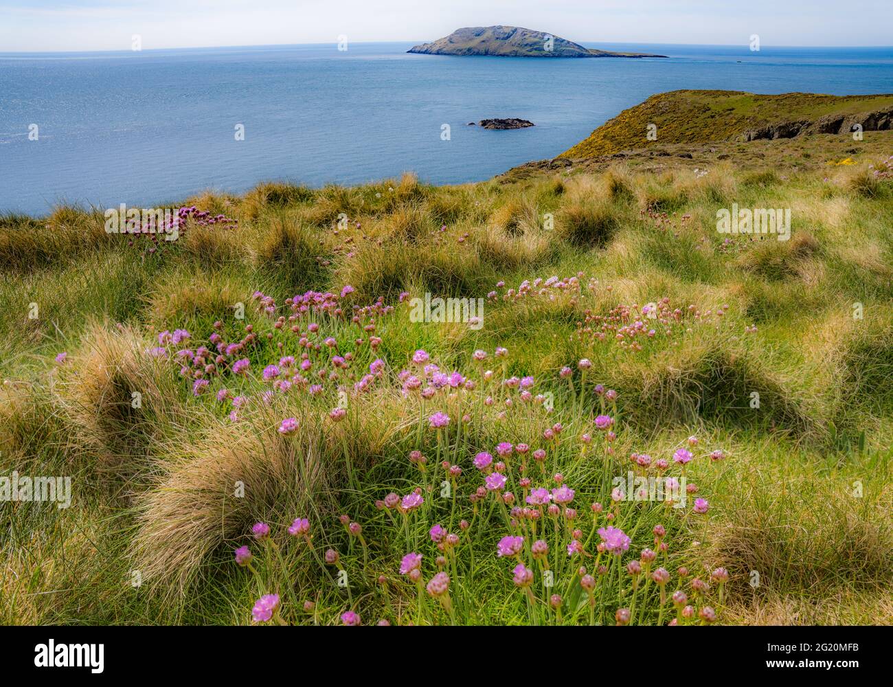 Vue sur l'île de Bardsey depuis le continent de la péninsule de Llyn avec des fleurs roses de mer. Banque D'Images