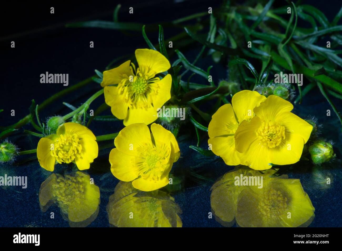 Une fleur de coupe de beurre repose sur une table avec un reflet. Fleurs naturelles sur fond noir Banque D'Images