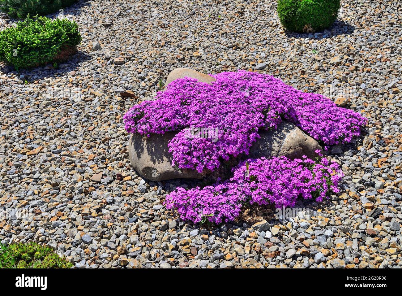 Floraison printanière de phlox rampant rose - Phlox subulata ou de phlox de mousse dans le jardin de poney. Plante à fleurs vivace de couverture végétale. Jardinage, floricultur Banque D'Images