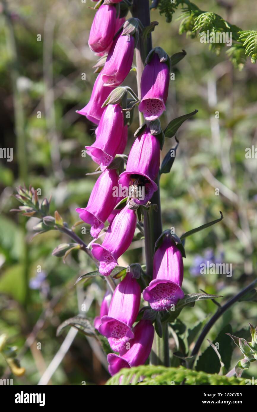 Fleurs de Foxglove commun 'Digitalis purpurea' avec des abeilles bourdonneuses poussant sur le sentier côtier de Cornouailles, St. Ives, Cornwall, Royaume-Uni, juin 2021 Banque D'Images