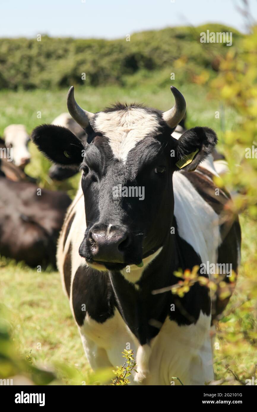 Vache laitière Holstein, debout regardant la caméra du champ, St. Ives, Cornwall, Royaume-Uni, juin 2021 Banque D'Images