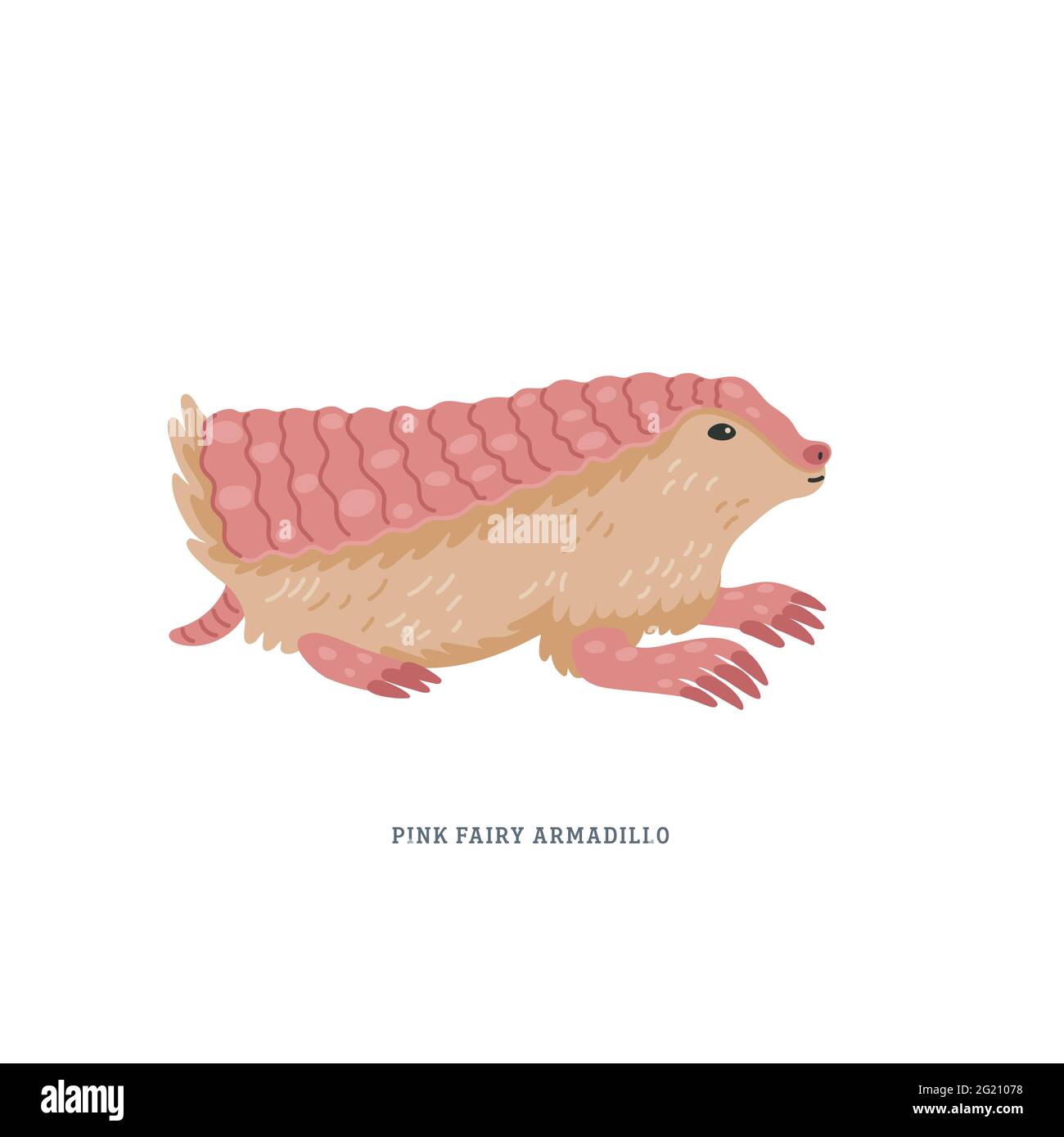 Armadillo de fée rose ou Chlamyphorus truncatus, ou pichiciego - le plus petit armadillo endémique au centre de l'Argentine. Illustration vectorielle simple et colorée i Illustration de Vecteur