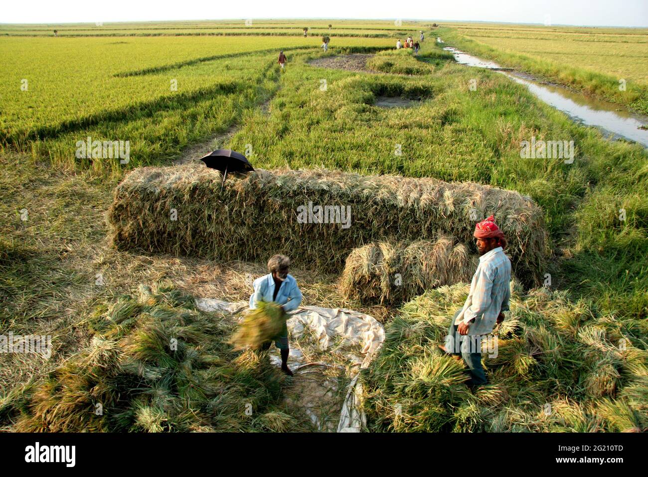 Le Bangladesh a eu une bonne récolte de «Boro», l'une des trois récoltes annuelles, cette année. Le rendement a atteint près de 60 pour cent du rendement du riz du pays. Sunamganj, Bangladesh. 29 avril 2008. Banque D'Images