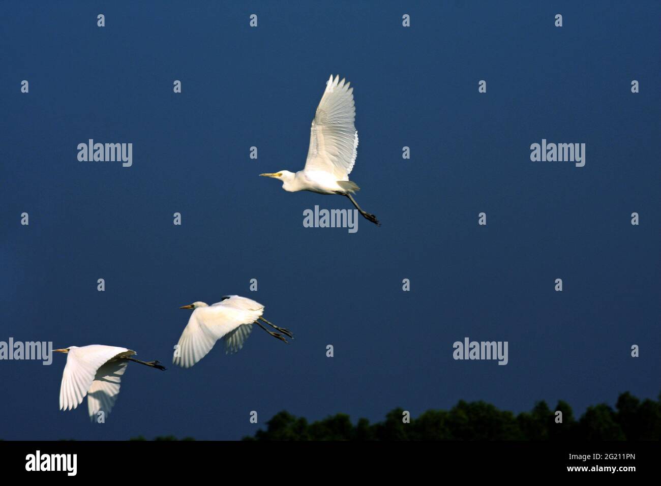 Le bétail Egret, Bubulcus ibis, connu localement sous le nom de «Go bok» est un petit héron blanc trouvé près des plans d'eau, des champs cultivés, généralement près des bestiaux. Nijhum Dwip, Noakhali, Bangladesh. 30 octobre 2009. Banque D'Images