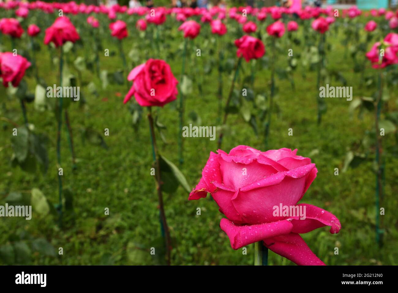 Philadelphie, PA, États-Unis. 6 juin 2021. Philadelphia Flower Show Outside at FDR Park à Philadelphie, Pa 6 juin 2021 crédit: Star Shooter/Media Punch/Alay Live News Banque D'Images