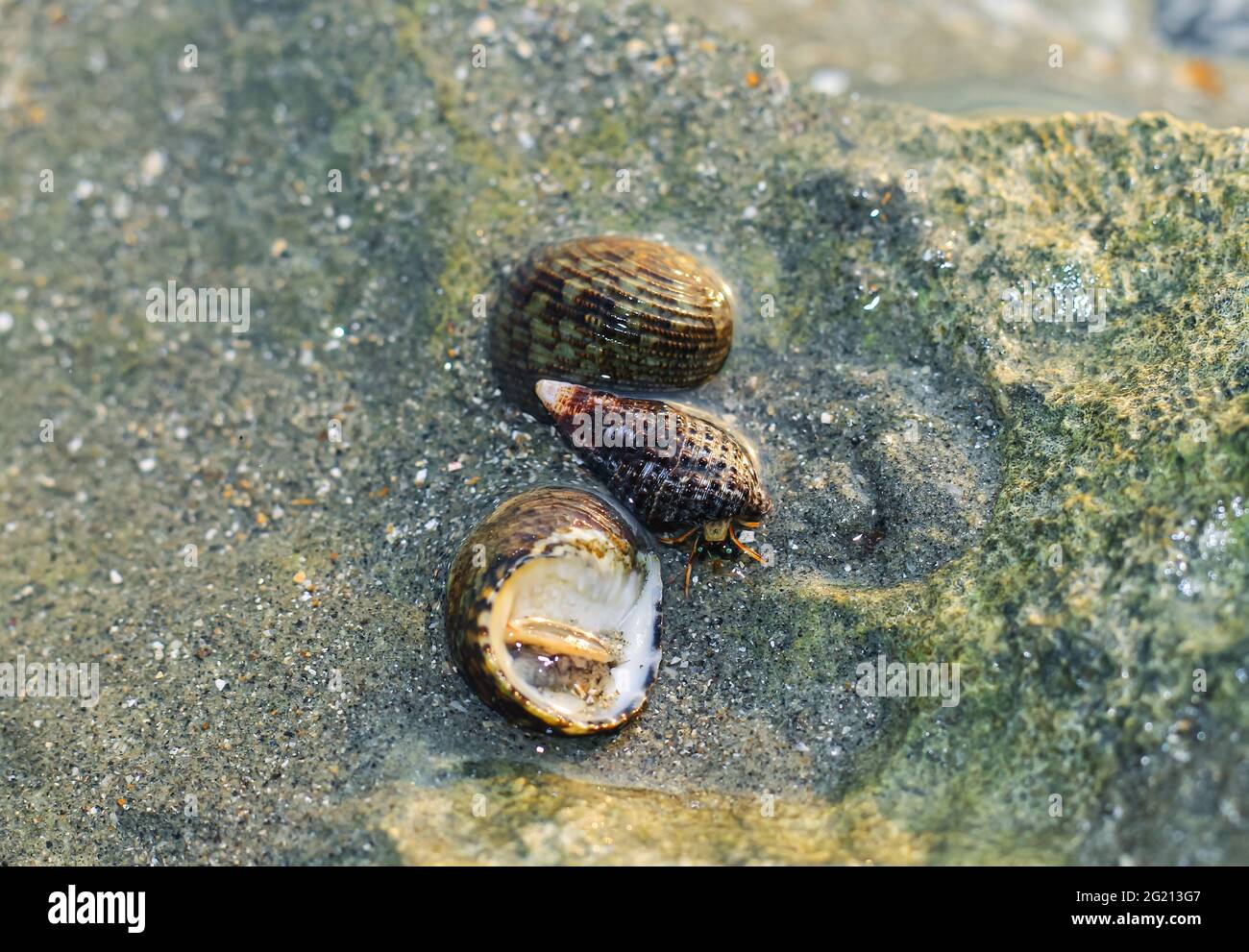 Rare Photography, Alive seashell marchant sur le rocher sous l'eau. Mer vivante sous l'eau. Photographie sous-marine. Banque D'Images