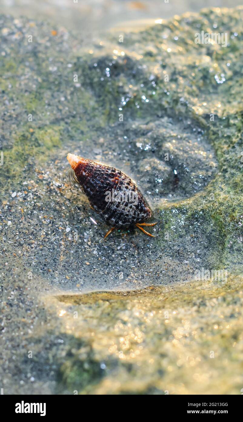 Rare Photography, Alive seashell marchant sur le rocher sous l'eau. Mer vivante sous l'eau. Photographie sous-marine. Banque D'Images