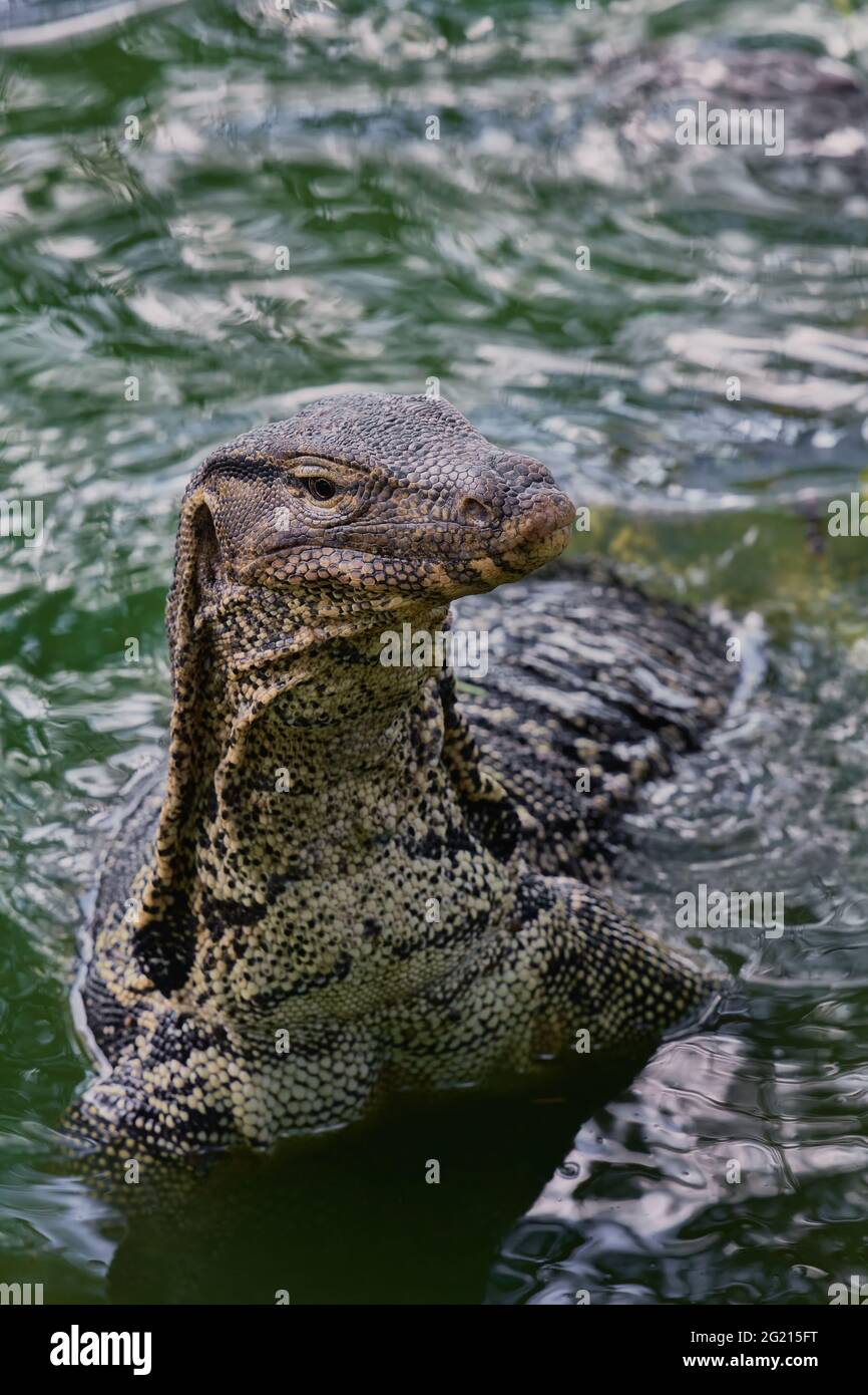 Surveiller l'eau dans le parc Lumpini, Bangkok, Thaïlande Portrait close up Banque D'Images