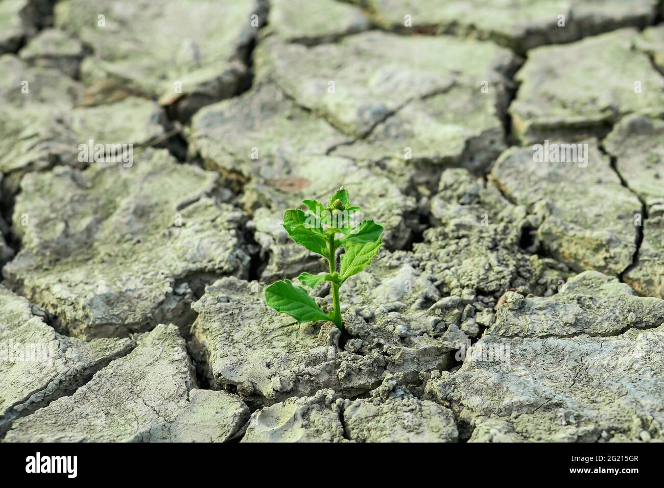 Un arbre poussant sur le sol fissuré. Craquer les sols séchés lors de la sécheresse, affectés par le réchauffement climatique a fait changer le climat. Pénurie d'eau et sécheresse concept. Banque D'Images