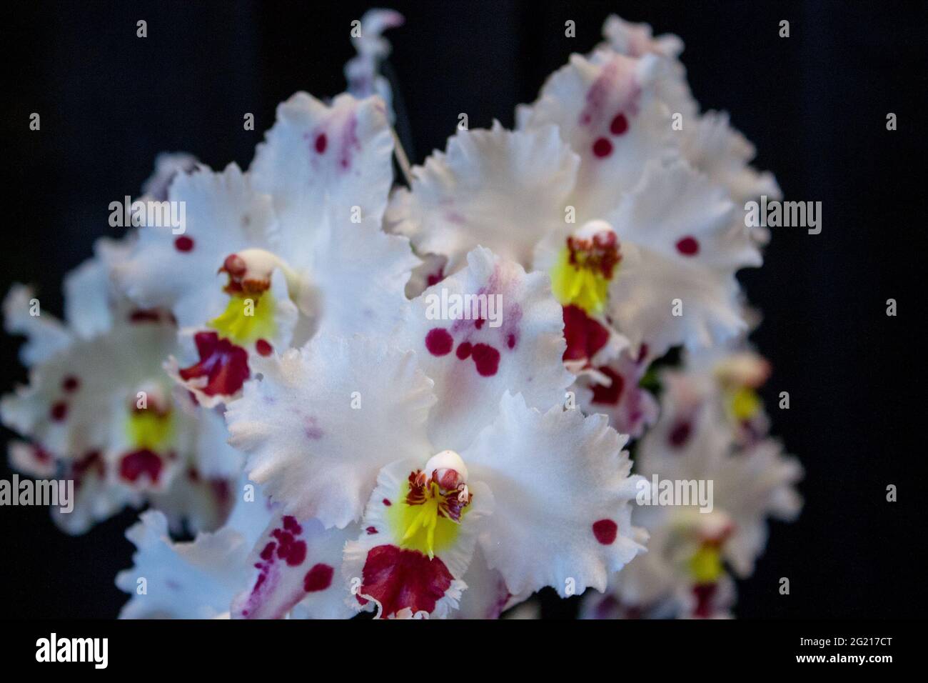 Groupe d'orchidées blanches et violettes en fleurs Banque D'Images