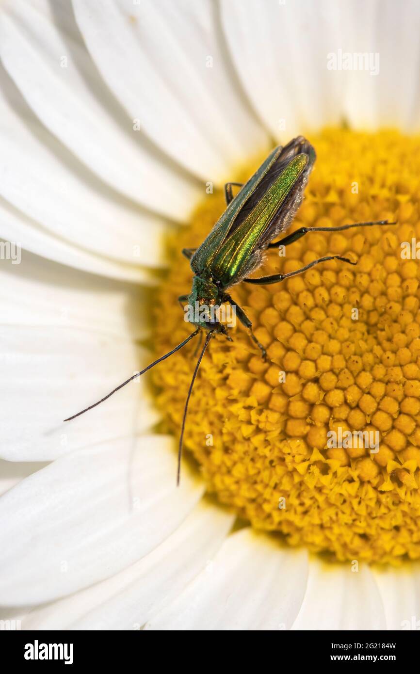 D'épaisseur de fleurs à pattes (Oedemera nobilis), également connu sous le nom de bombement-thighed beetle et le faux, de l'huile sur l'Anthemis tinctoria 'E.C.Buxton' Banque D'Images