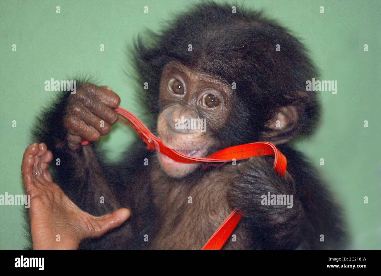 BAMBO LE BÉBÉ BONOBO PRIS EN CHARGE PAR MOLLY BADHAM AU ZOO DE TWYCROSS, ADDISTON, WARWICKSHIRE.BY BONOBOS SONT ÉTROITEMENT LIÉS AU CHIMPANZÉ. BAMBO EST LE PREMIER À ÊTRE NÉ AU ROYAUME-UNI DES ESPÈCES EXTRÊMEMENT RARES CONSIDÉRÉES PLUS INTELLIGENTES QUE LES CHIMPANES. VIVRE DANS UNE PETITE RÉGION DU CONGO ET DU ZAÏRE. PIC MIKE WALKER, 2003 Banque D'Images