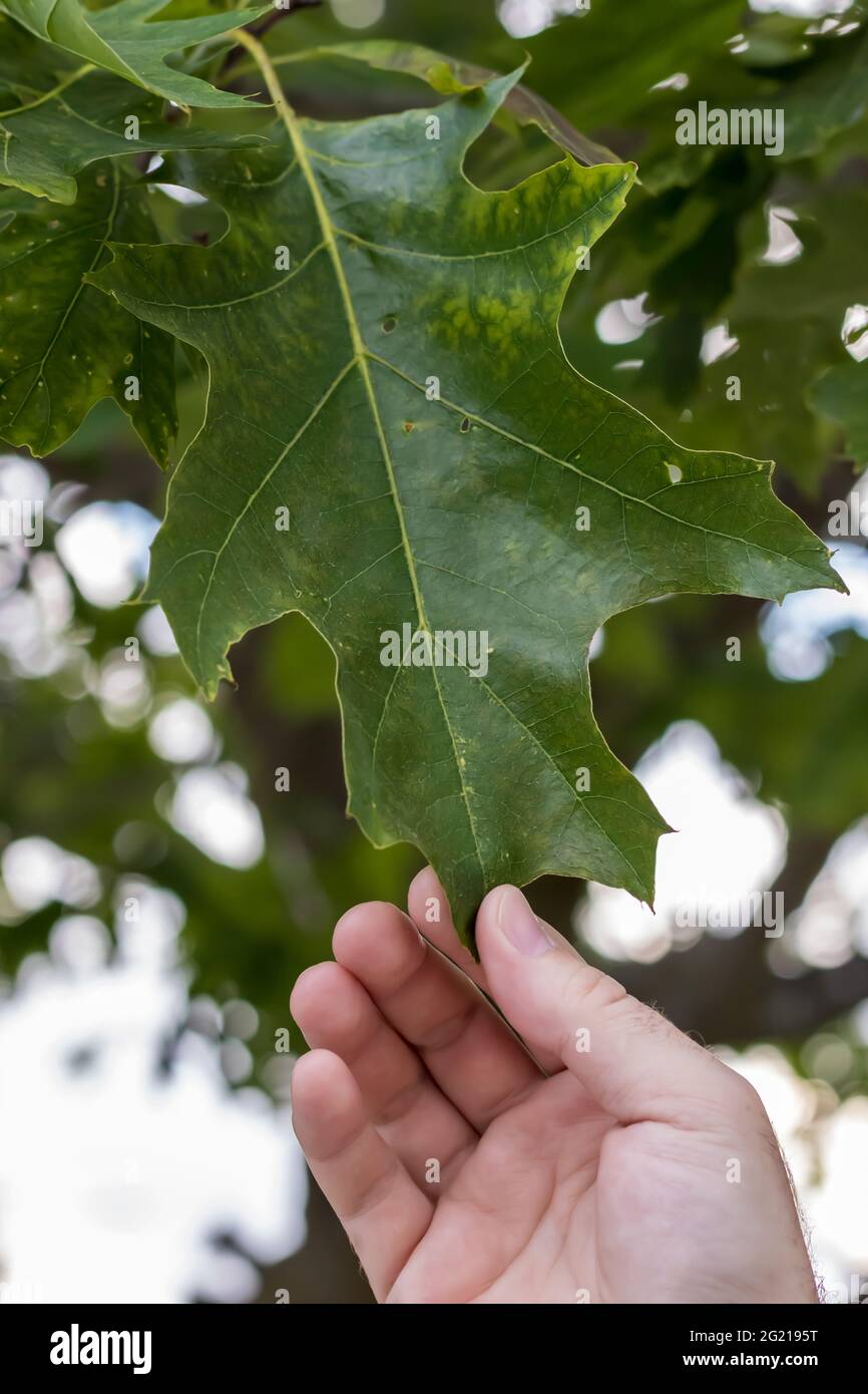 Gros plan d'un homme caucasien tenant une feuille d'arbre de chêne rouge (Quercus rubra) dans sa main. Identification des espèces d'arbres et concept d'éducation de plein air. Banque D'Images