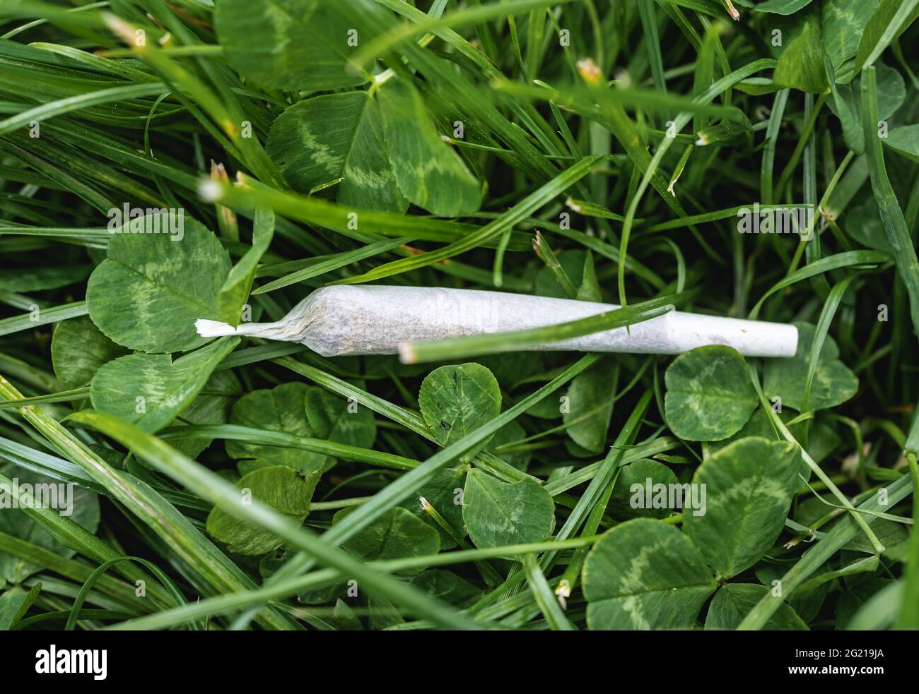 Joint de marijuana sur un fond d'herbe verte Banque D'Images