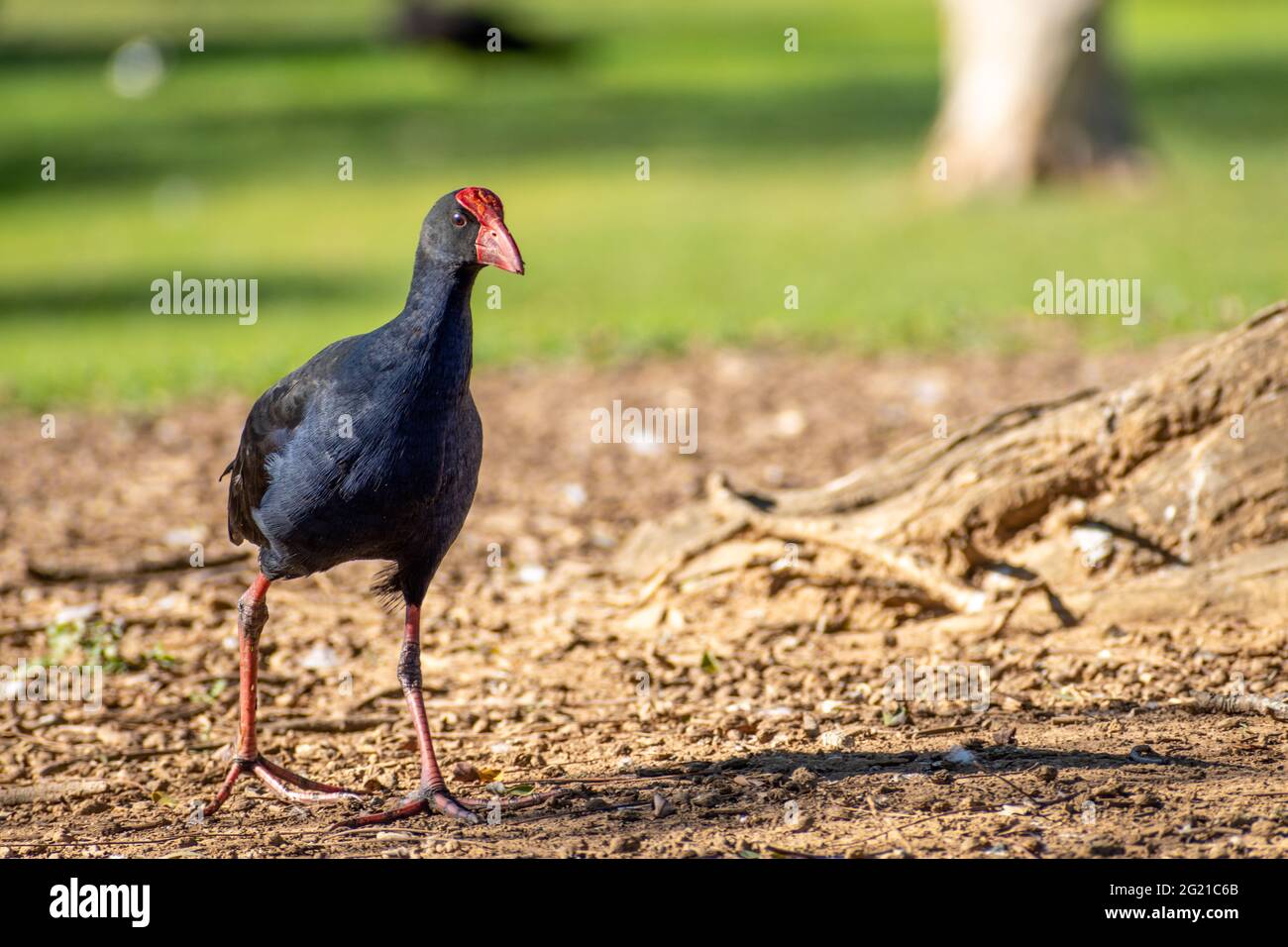 Austraulasian Swamphen (Porphyrio melanotus) en direction de la caméra dans le Queensland, en Australie Banque D'Images