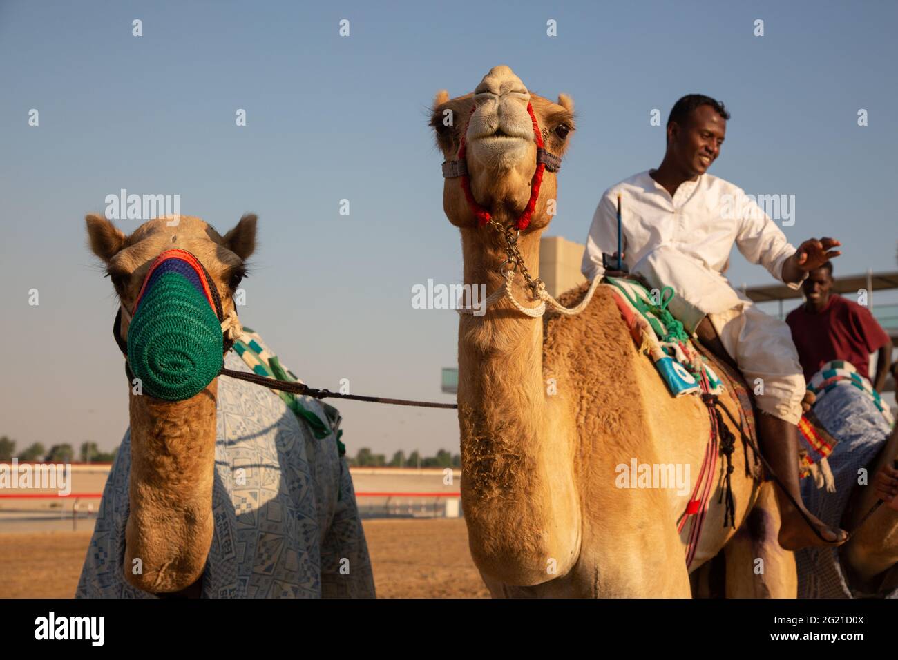 Entraînement à dos de chameau à L'HIPPODROME AL Marmoom Camel, Dubaï, Émirats arabes Unis Banque D'Images