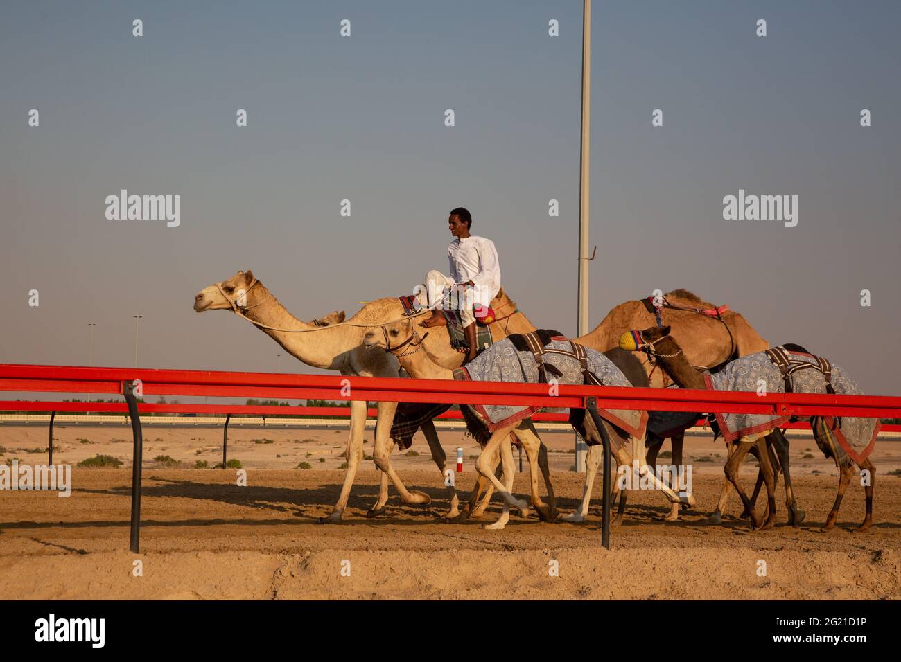 Un jockey forme de jeunes chameaux sur le circuit DE COURSE AL Marmoom Camel, Dubaï, Émirats arabes Unis Banque D'Images