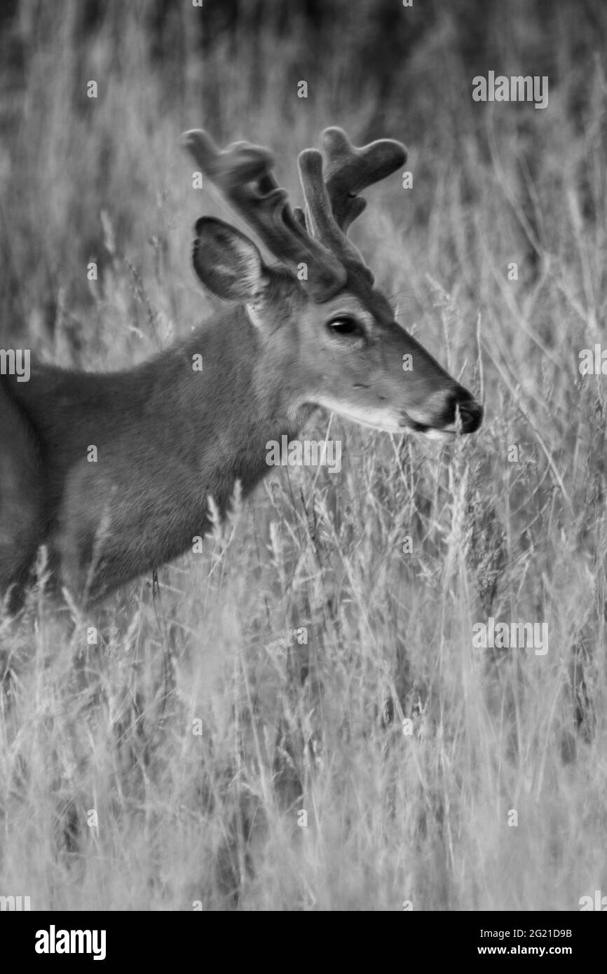 Portrait d'un cerf de Virginie marchant dans une grande herbe dans le parc Donaldson Banque D'Images