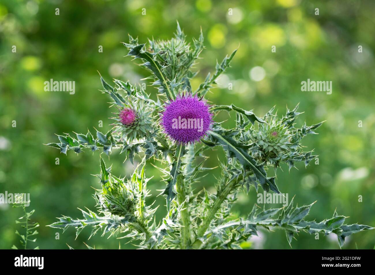 Thistle du lait, Silybum, silymarin Banque D'Images