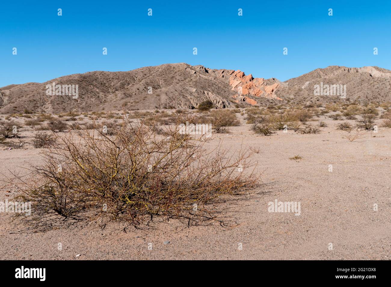 Paysage désertique en bord de route sur la route 40 entre Cafayate et Cachi dans la province de Salta, en Argentine Banque D'Images