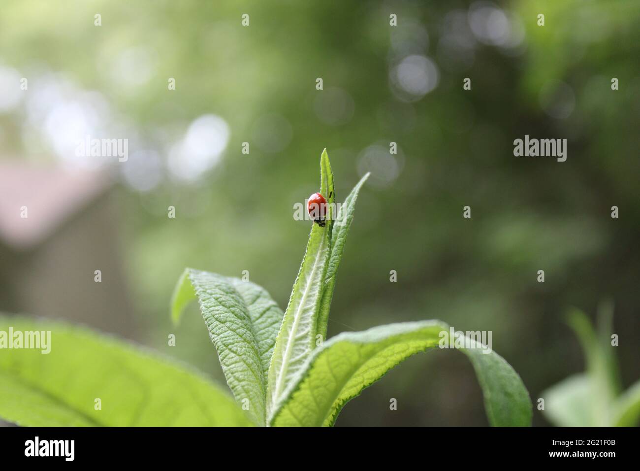 Un coccinelle sur la pointe d'une feuille Banque D'Images