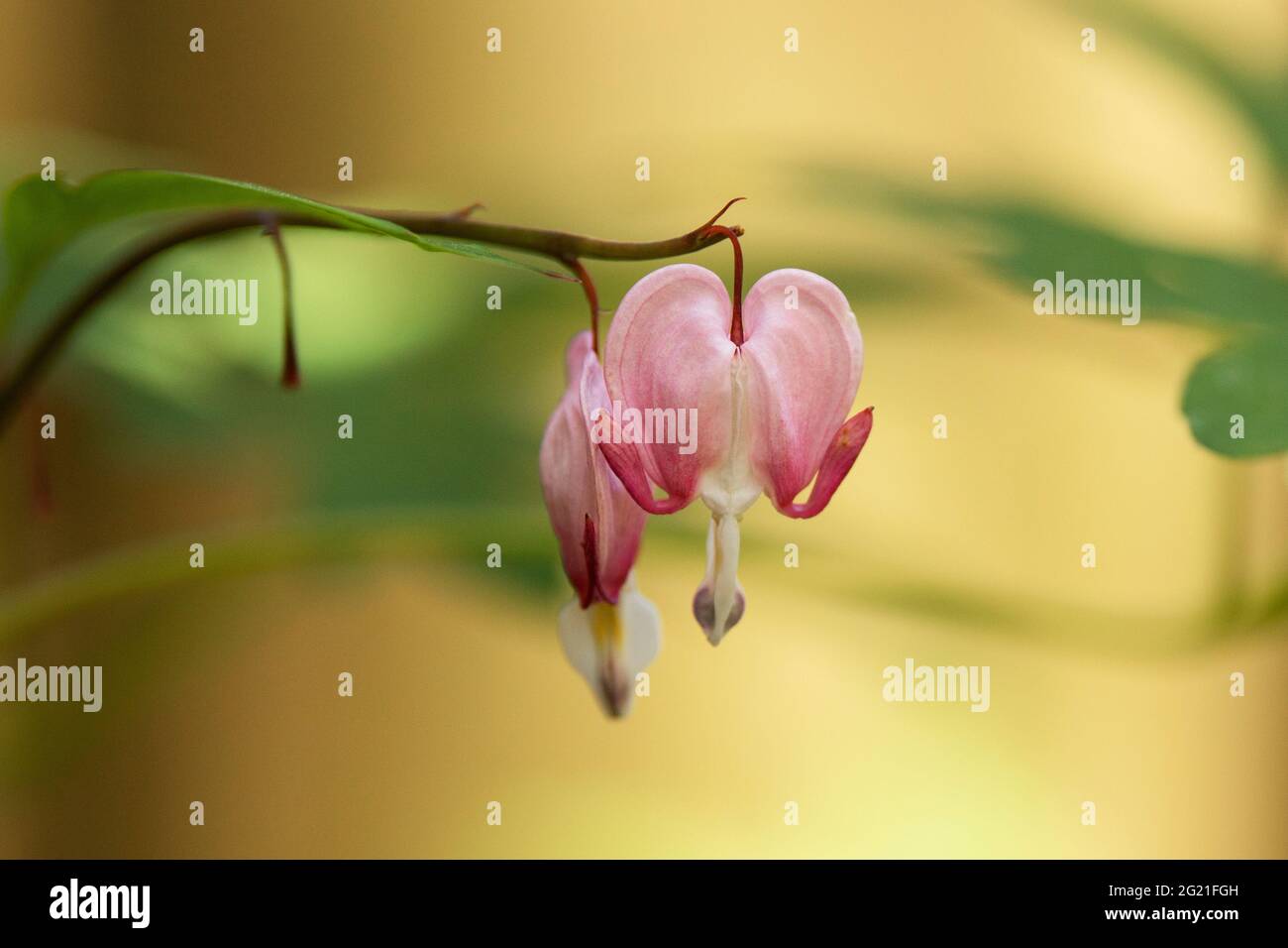 Lamprocapnos spectabilis rose et blanc, connu sous le nom de coeur saignant, bourgeons de Fallope, coeur saignant asiatique, fleur lyre, fleur de coeur, ou une dame dans une baignoire. Banque D'Images