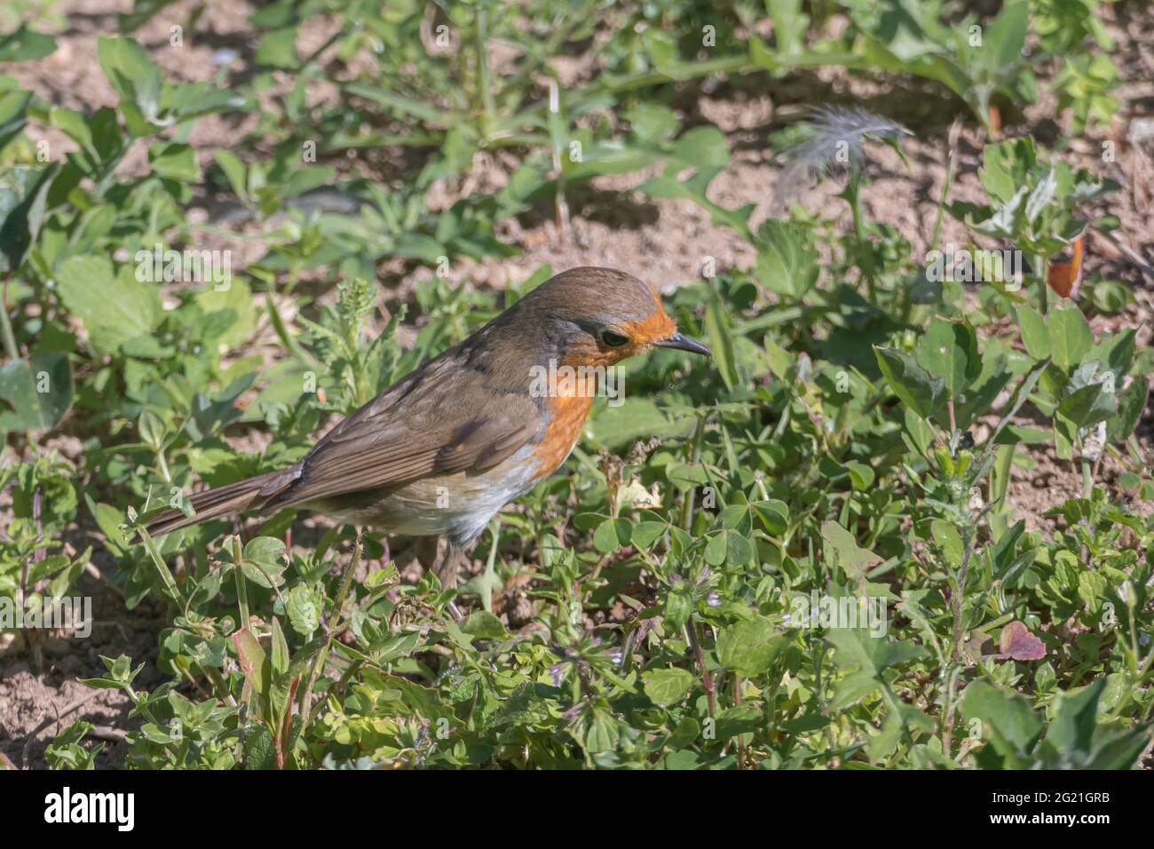 L'oiseau de robin européen recherche des insectes parmi les plantes en plein air Banque D'Images