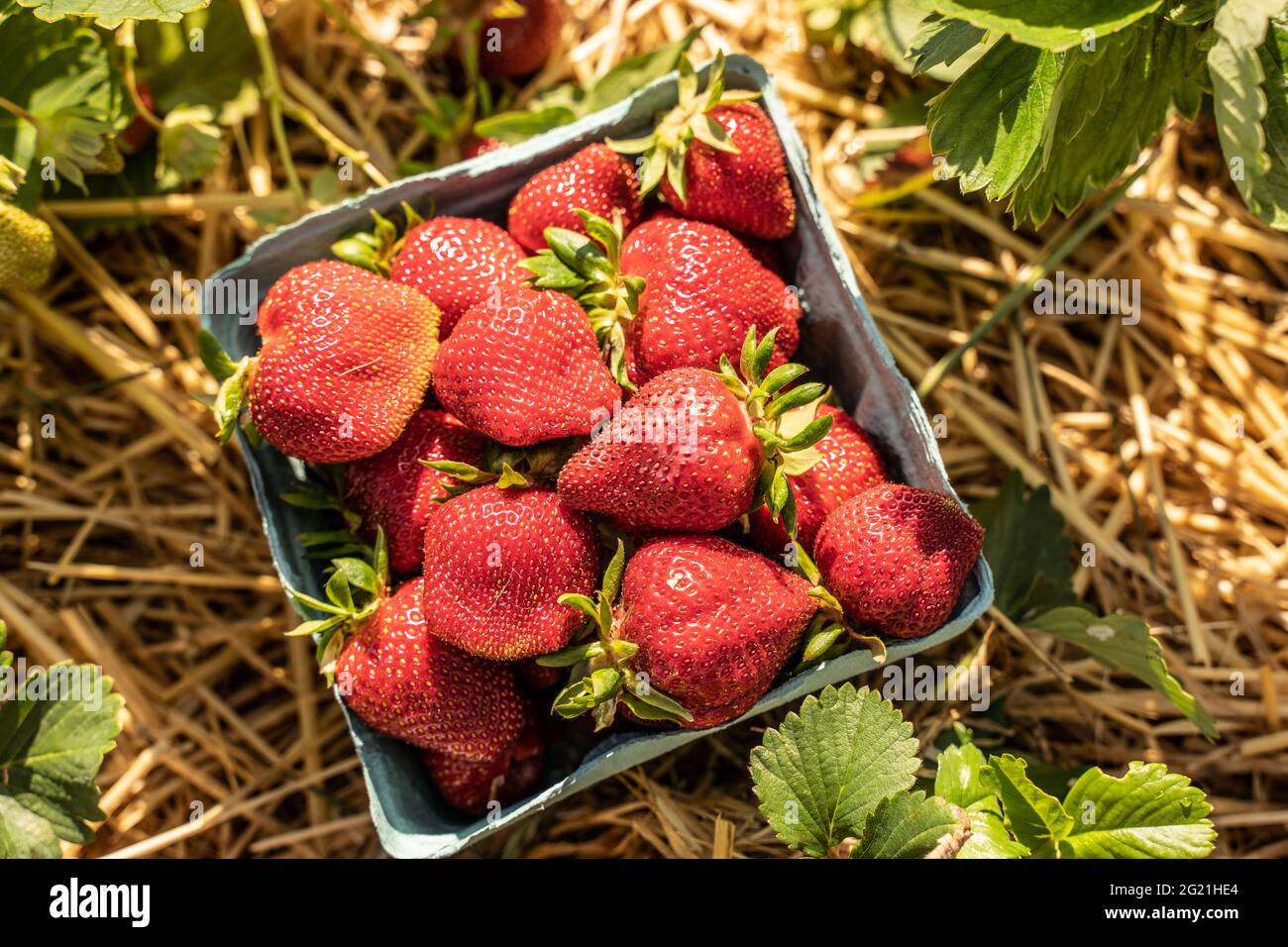 Panier vert de fraises mûres fraîches à côté des plantes de fraises dans une ferme fruitière à cueillir soi-même Banque D'Images