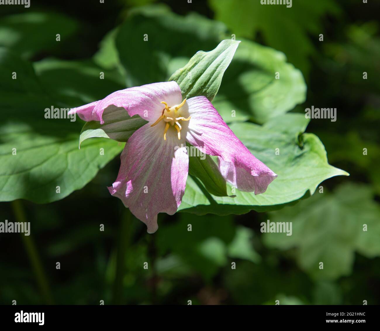trillium blanc qui est devenu rose à cause du vieillissement Banque D'Images