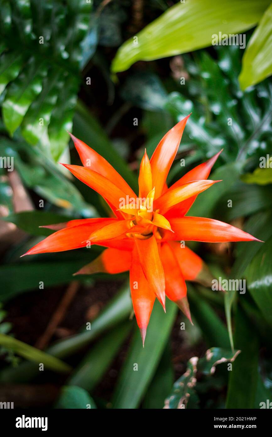 Vue macro de haut en bas de la plante orange qui pousse dans la serre tropicale Banque D'Images