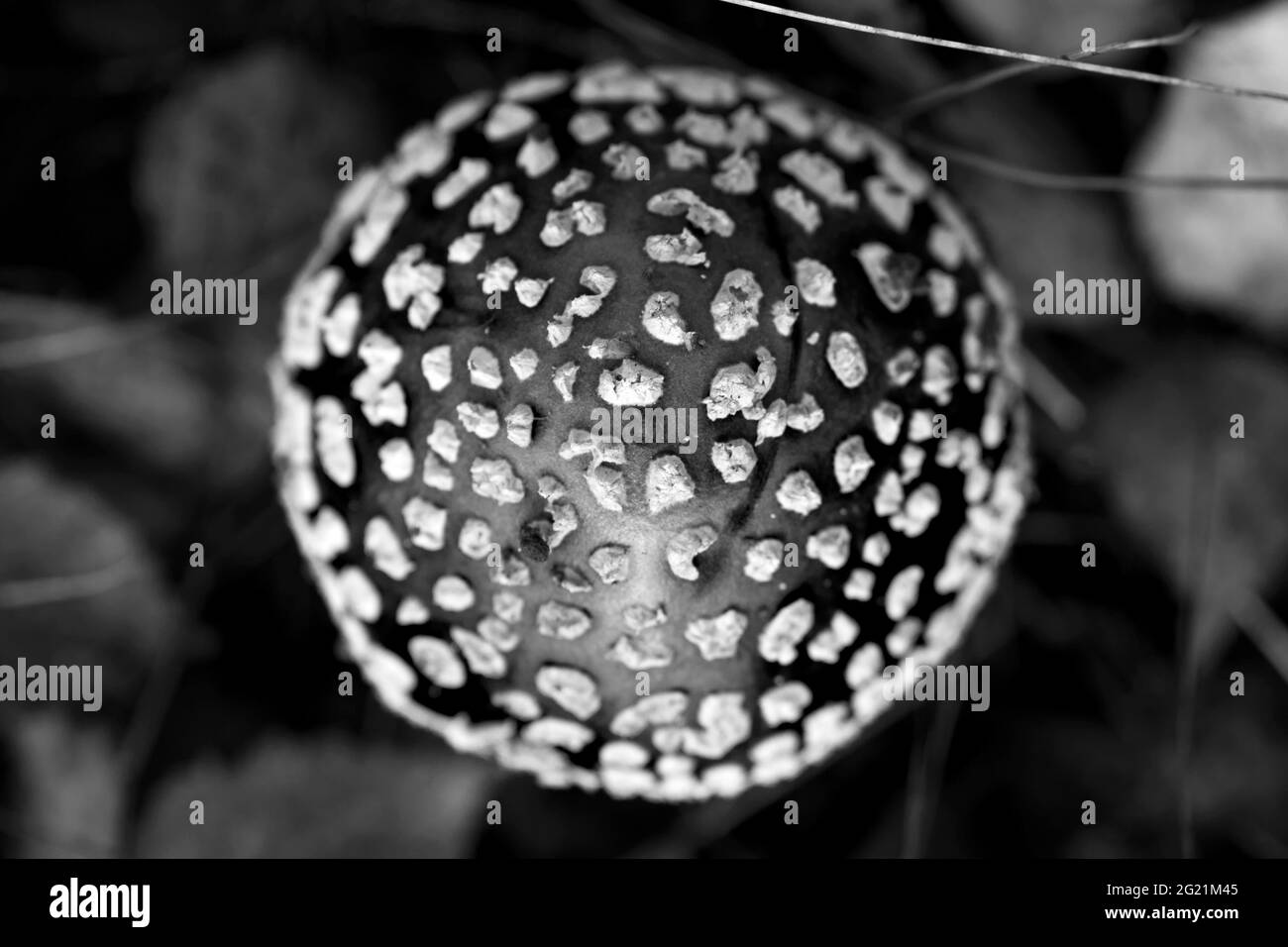 Amanita Muscaria champignon, vue de dessus. Photo en noir et blanc. Banque D'Images