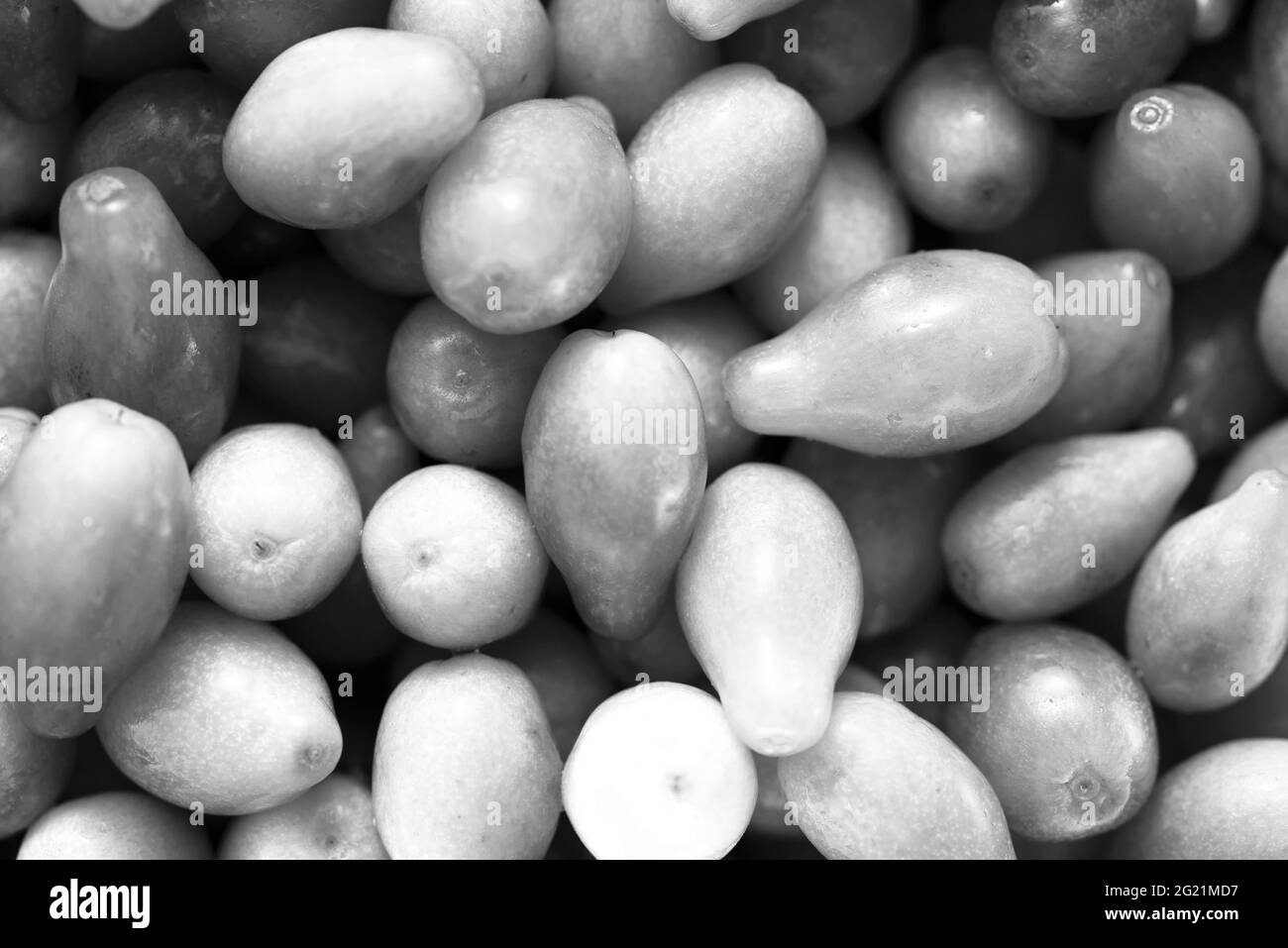 Beaucoup de fruits rouges de cornouiller. Photo en noir et blanc. Banque D'Images