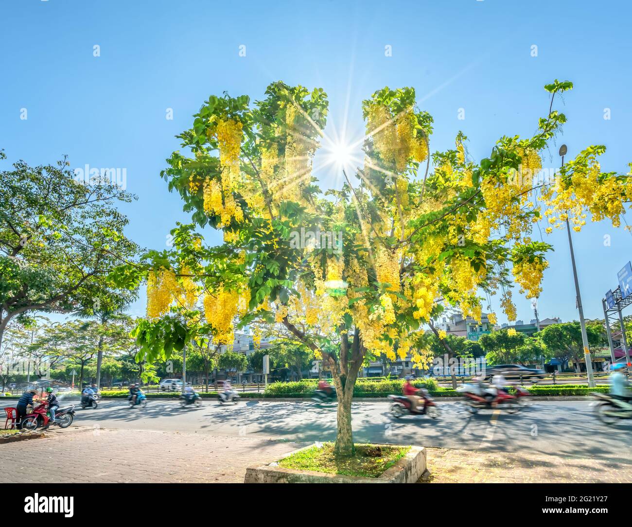 Trafic occupé sur le boulevard avec les fleurs de la fistule de Cassia plantées le long des ornes de bord de route ville en pleine croissance paysage urbain ville Ho Chi Minh ville, Vietnam Banque D'Images