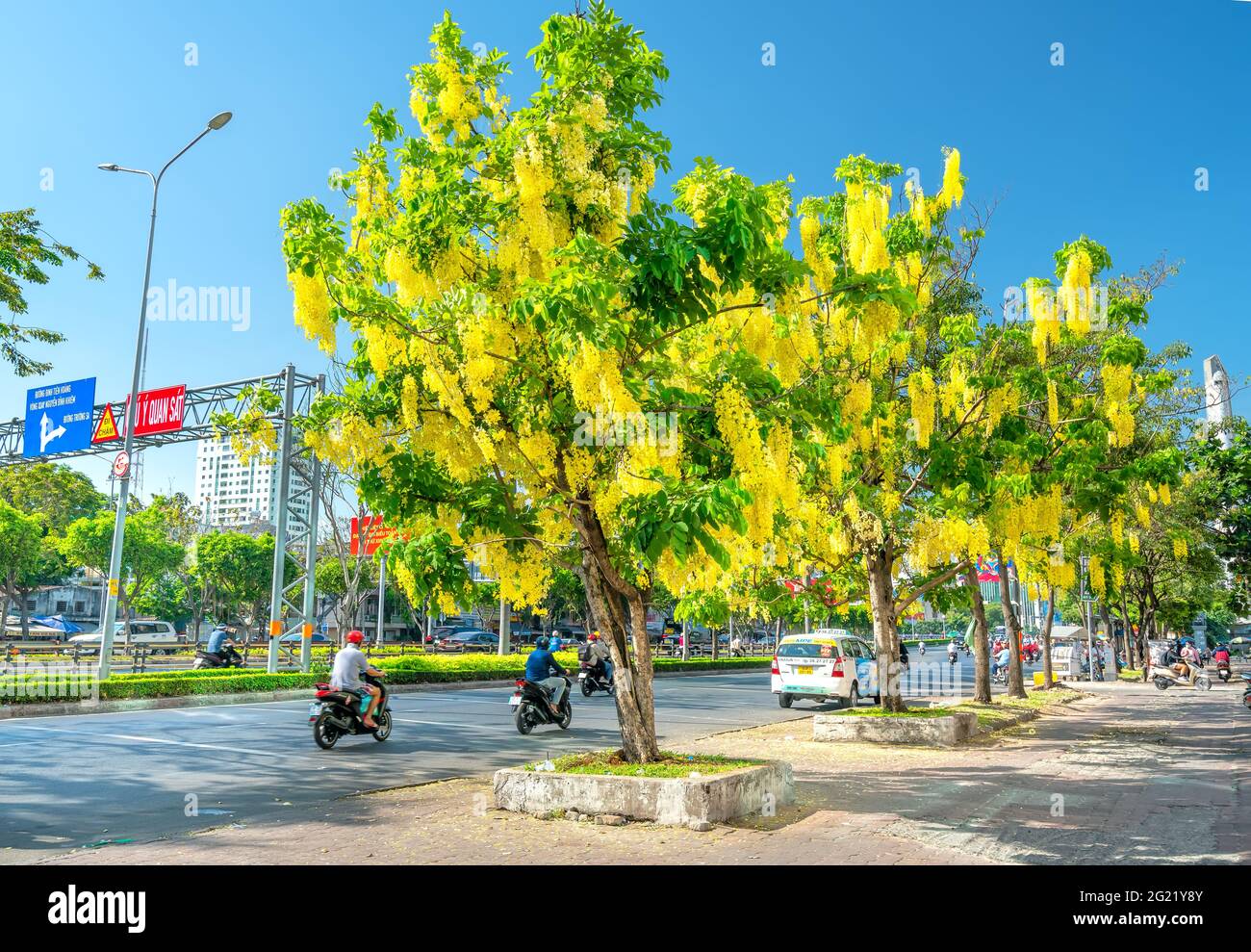 Trafic occupé sur le boulevard avec les fleurs de la fistule de Cassia plantées le long des ornes de bord de route ville en pleine croissance paysage urbain ville Ho Chi Minh ville, Vietnam Banque D'Images