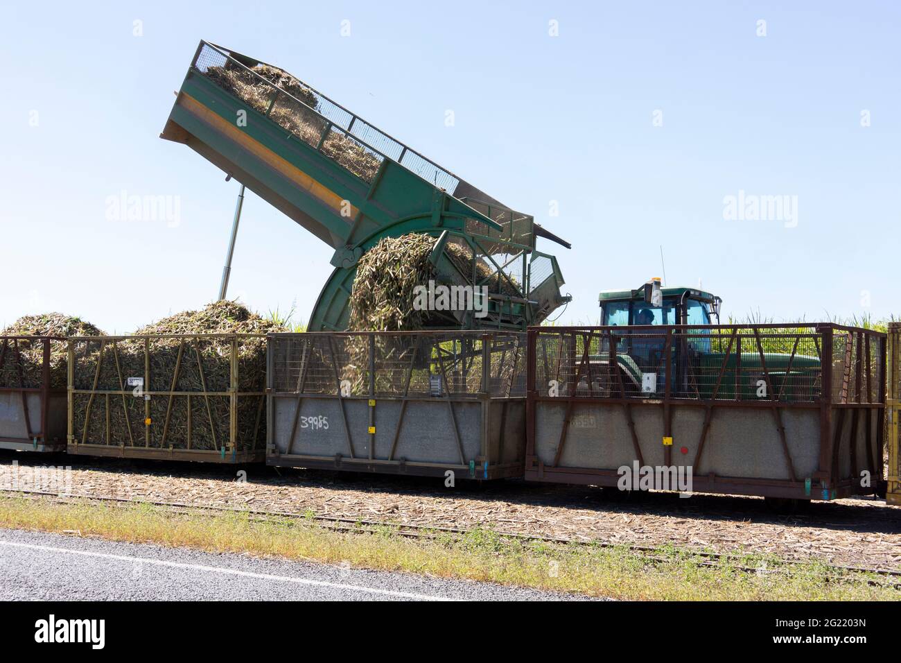 La canne à sucre récoltée hachée est transférée dans des bacs prêts à être emmenés à une usine de fabrication de sucre pour être traitée. Banque D'Images