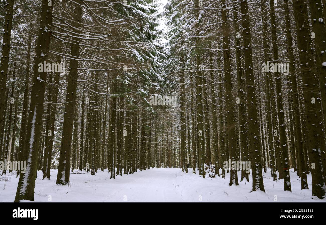 Vue panoramique sur un paysage d'hiver Banque D'Images