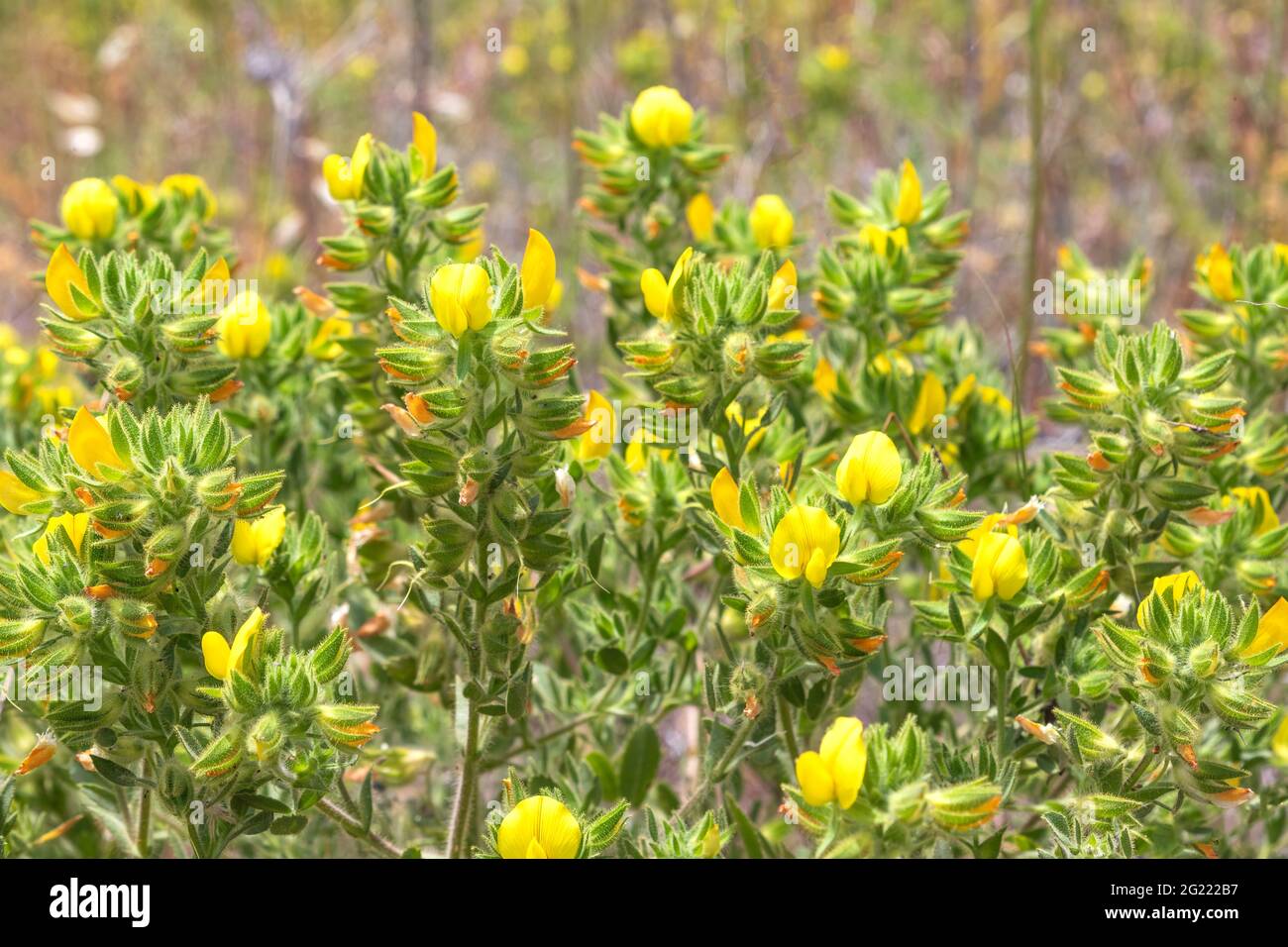 Gros plan de fleurs jaunes Ononis natrix sur un arrière-plan flou. Banque D'Images