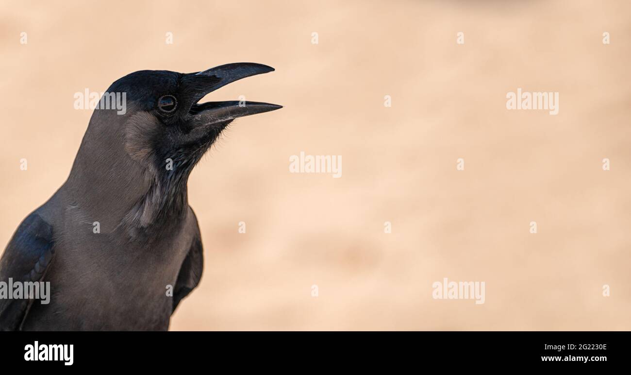 Oiseau noir jaquette ou corbeau avec bec ouvert oiseau noir dans l'habitat naturel. Oiseau noir avec bec ouvert sur fond beige neutre flou. Copie Banque D'Images